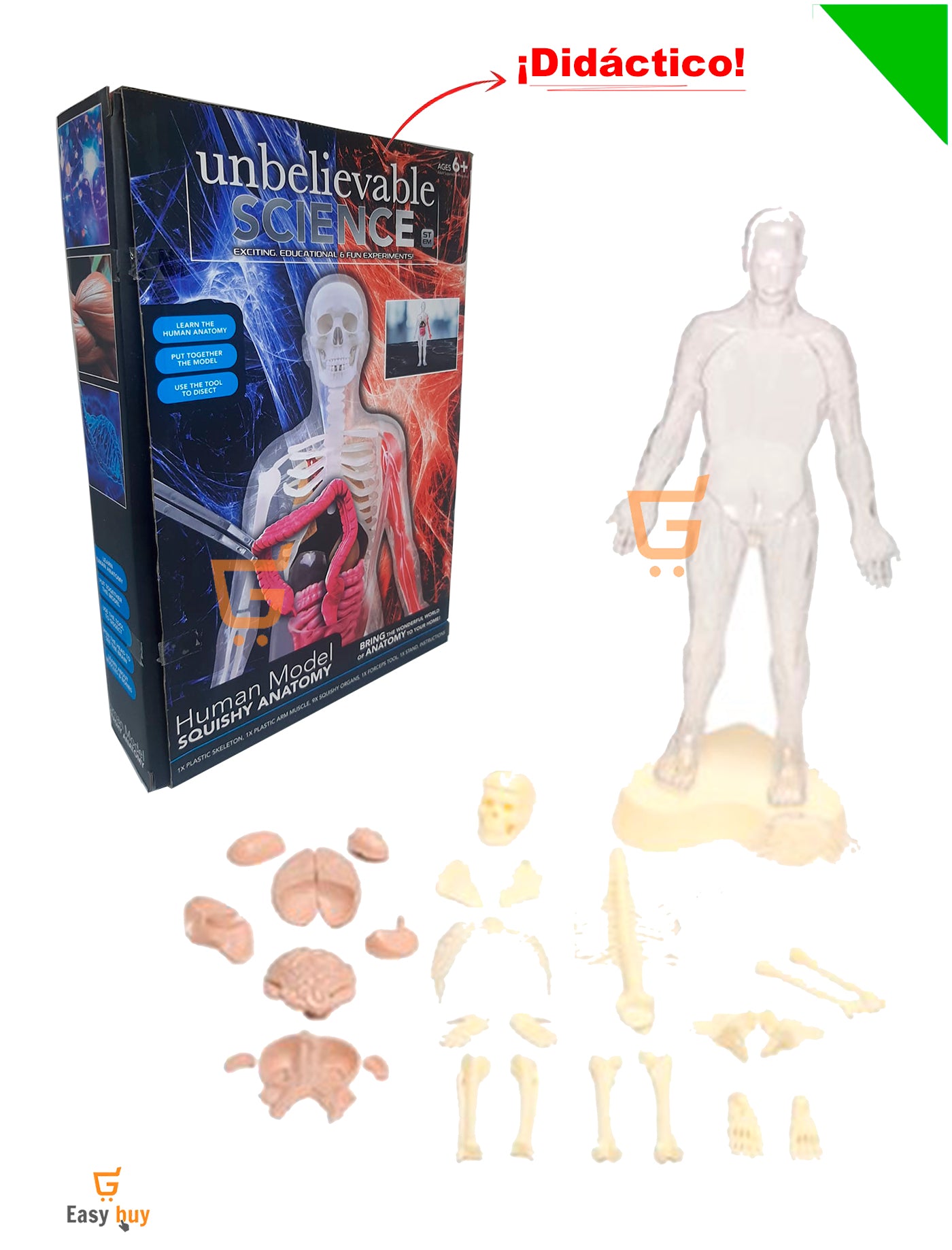 💀 Juego Educativo Didactico El Cuerpo Humano Y Sus Organos🫀
